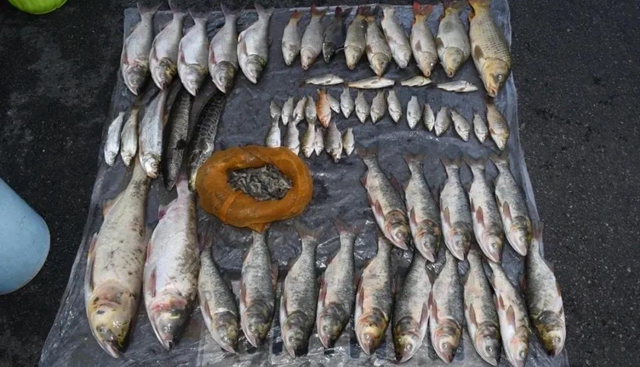 泸州两起公安部督办案件均因非法捕鱼(图6) 泸州两起公安部督办案件均因非法捕鱼(图6)