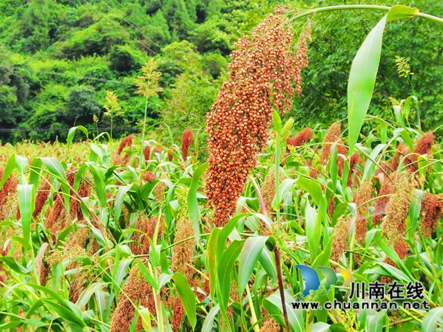 古蔺县彰德街道：大户带小户共走致富路(图1)