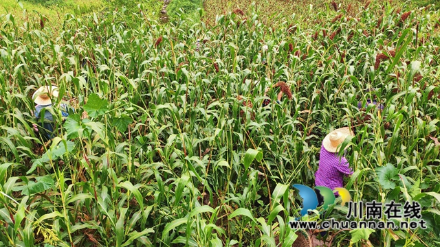 古蔺县彰德街道：大户带小户共走致富路(图4)