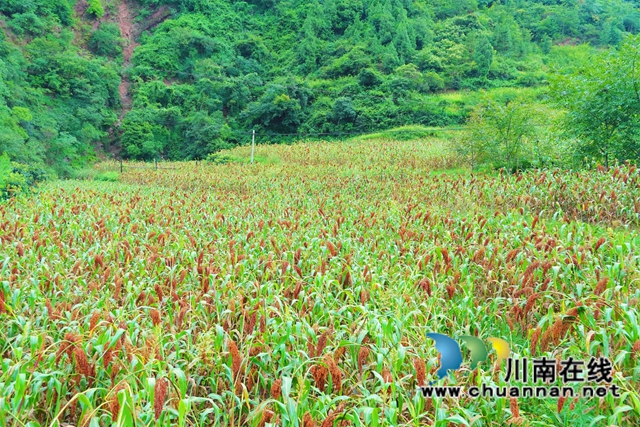 古蔺县彰德街道：大户带小户共走致富路(图5)