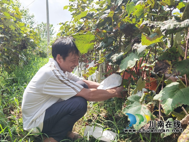 古蔺乡贤冷和刚：要让当地老百姓都吃得起葡萄(图3)