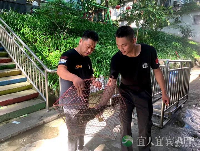 惊！宜宾一市民捡到“怪鸟”，眼神犀利像老鹰，民警对比发现竟是……(图4)