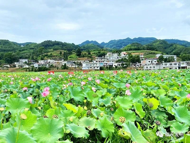荷花、稻田、云卷云舒，在叙永落卜云山坝，总有一样打动你！(图2)