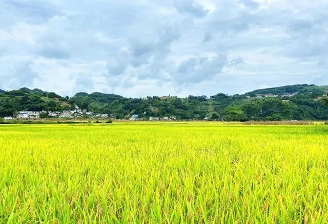 湖光山色、荷韵悠悠……泸州这些如画美景，看一眼就心动！(图8)