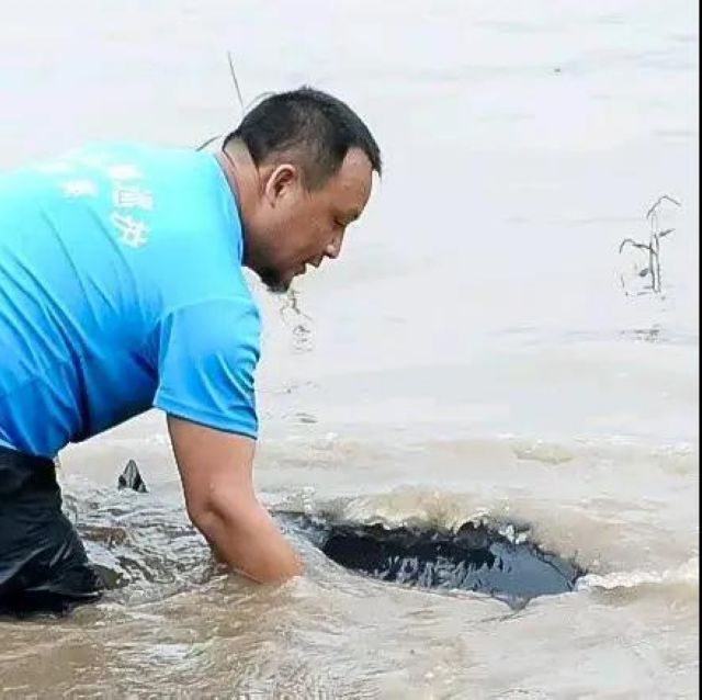 “鲟”梦长江 三方合力保护长江鲟(图1)