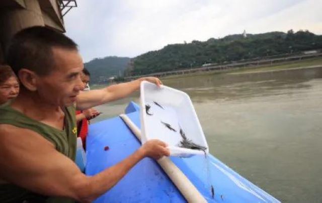 “鲟”梦长江 三方合力保护长江鲟(图4)