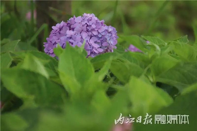 变得不敢相信！内江大自然湿地公园要来啦！(图10)