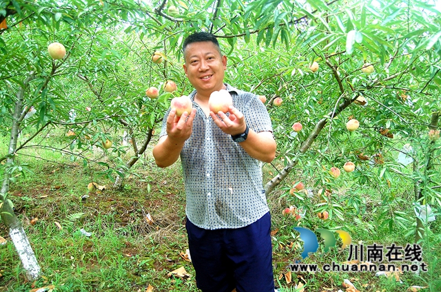 江阳区通滩镇：打工者返乡种桃，错峰销售赚得多(图1)