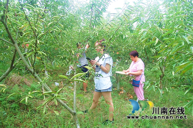 江阳区通滩镇：打工者返乡种桃，错峰销售赚得多(图2)