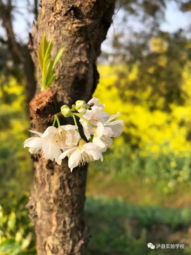 【喜报】实验校师生“泸县第十届校园艺术节”荣获26个奖项！(图27)