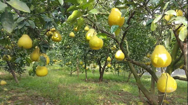 合江真龙柚再获国家级大奖！(图3)