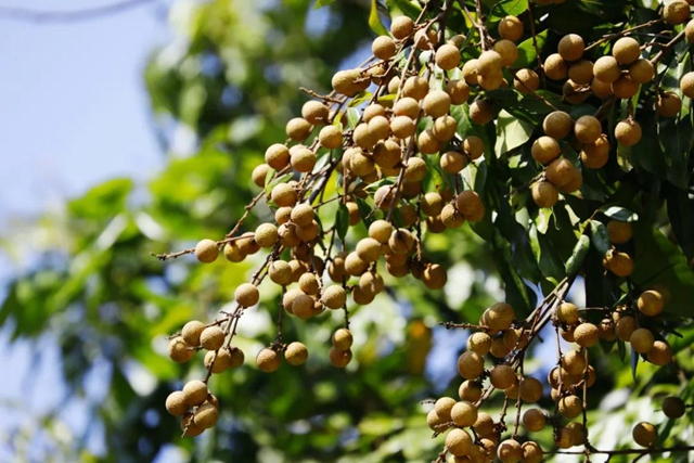 3因素致大幅减产,泸州桂圆今年“身价”大涨!(图1) 3因素致大幅减产,泸州桂圆今年“身价”大涨!(图1)