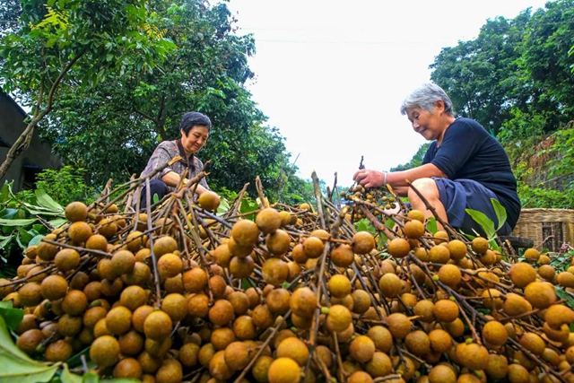 3因素致大幅减产,泸州桂圆今年“身价”大涨!(图2) 3因素致大幅减产,泸州桂圆今年“身价”大涨!(图2)