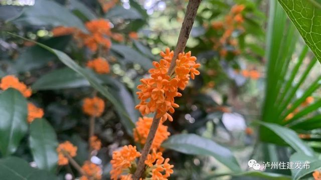 泸州：一年秋意浓，满城桂花香(图3)