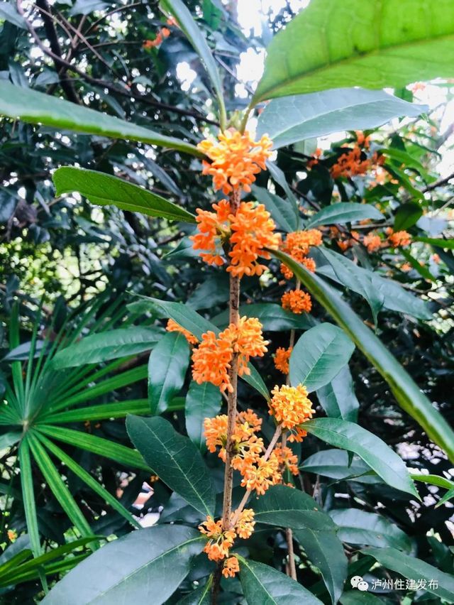 泸州：一年秋意浓，满城桂花香(图1)