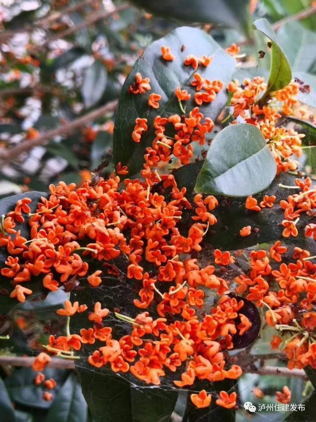 泸州：一年秋意浓，满城桂花香(图4)