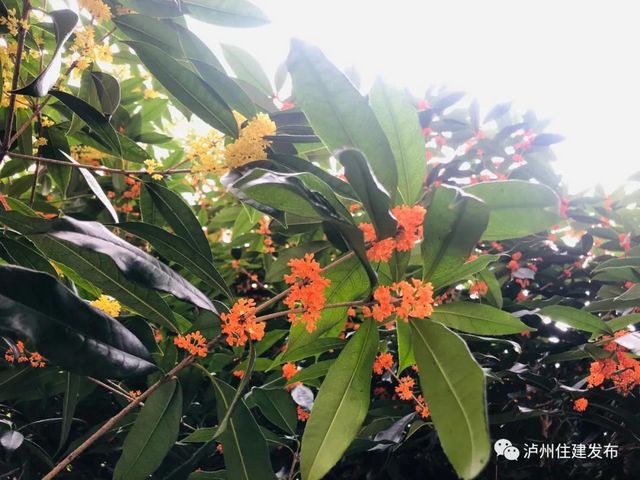 泸州：一年秋意浓，满城桂花香(图7)