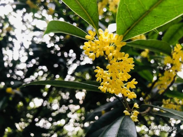 泸州：一年秋意浓，满城桂花香(图5)