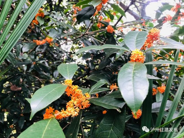 泸州：一年秋意浓，满城桂花香(图6)