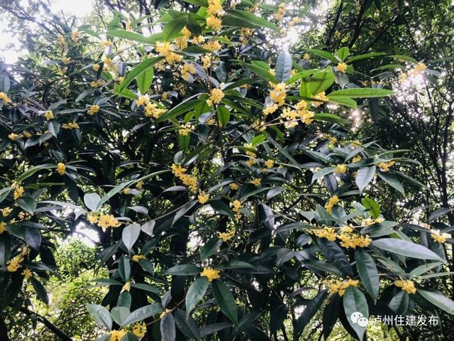 泸州：一年秋意浓，满城桂花香(图8)