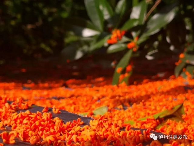 泸州：一年秋意浓，满城桂花香(图9)