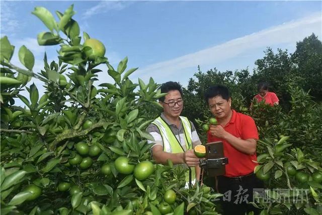 酸甜爽口！内江秋天的第一口蜜橘，等你来尝鲜(图3)