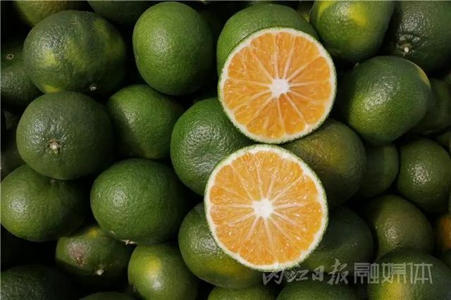 酸甜爽口！内江秋天的第一口蜜橘，等你来尝鲜(图4)