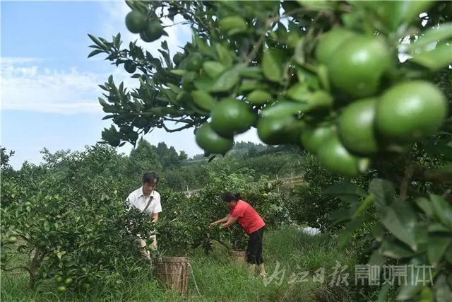 酸甜爽口！内江秋天的第一口蜜橘，等你来尝鲜(图5)