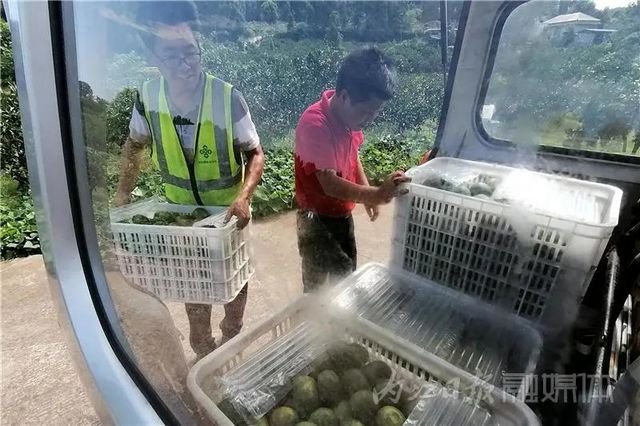 酸甜爽口！内江秋天的第一口蜜橘，等你来尝鲜(图9)