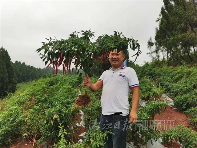 丰收！内江这里喜获“一片红”(图4)