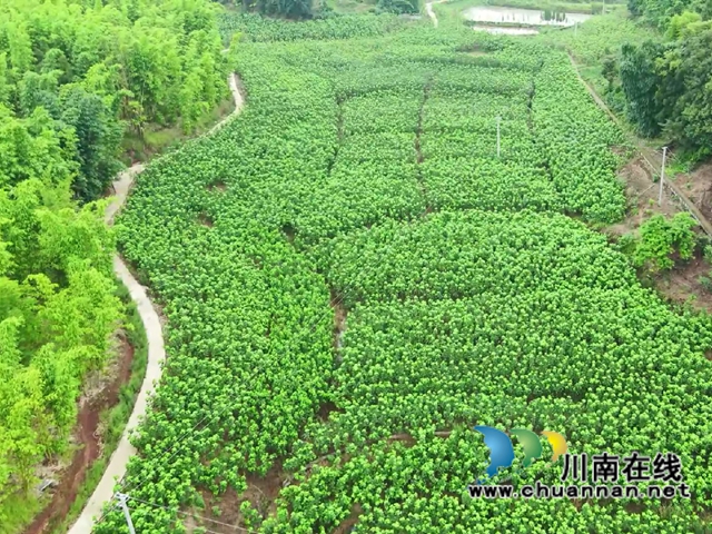宜宾南溪区长兴镇：蚕桑产业“织”出乡村振兴致富路(图1)