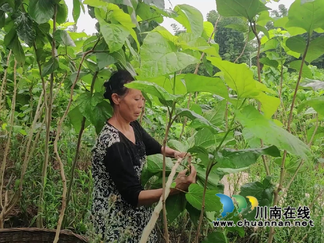 宜宾南溪区长兴镇：蚕桑产业“织”出乡村振兴致富路(图2)