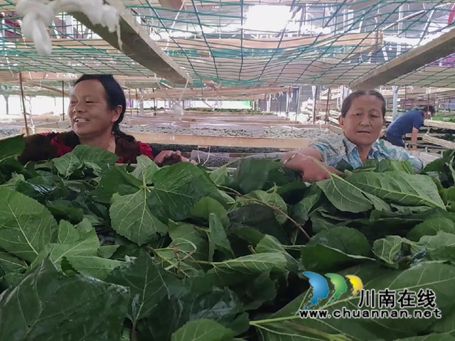 宜宾南溪区长兴镇：蚕桑产业“织”出乡村振兴致富路(图3)