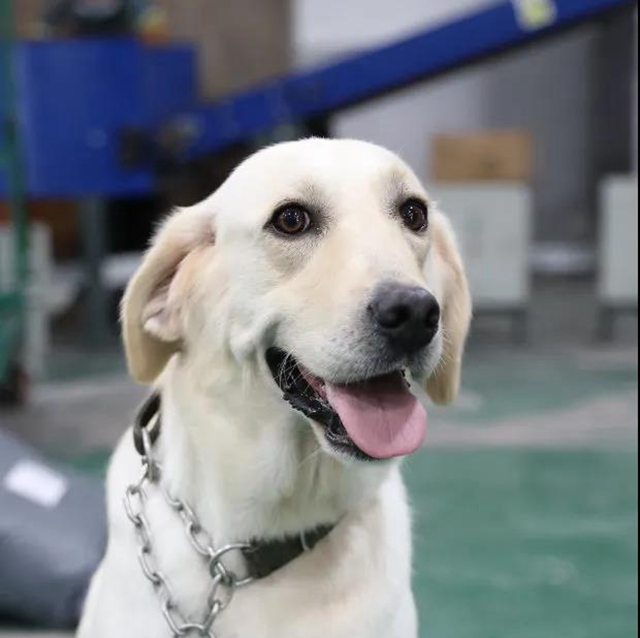 警犬出击，泸县开展寄递物流毒品查缉行动！(图1)