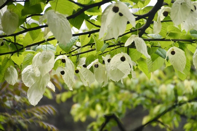 四川第二、泸州首例！古蔺黄荆老林自然保护中心成立(图2)