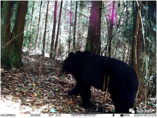 真·熊出没丨叙永县首次影像完整记录黑熊生活轨迹(图2)