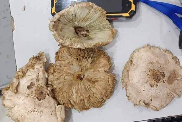 泸州嬢嬢吃“du食”蘑菇，出事儿了……(图2)