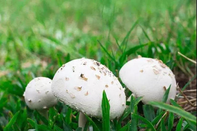 泸州嬢嬢吃“du食”蘑菇，出事儿了……(图6)