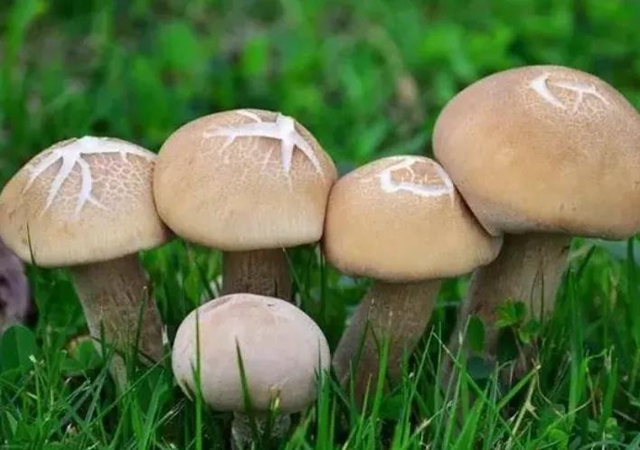 泸州嬢嬢吃“du食”蘑菇，出事儿了……(图7)