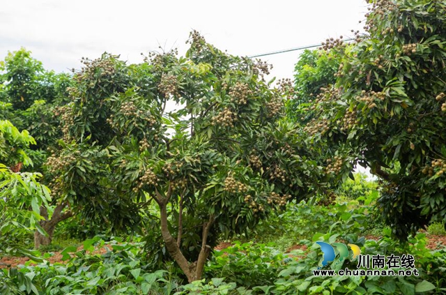 第十届泸县潮河金秋龙眼节明天隆重开幕(图7)