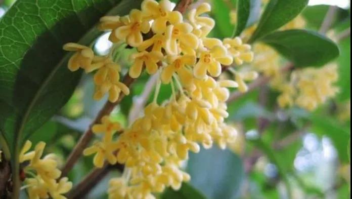 【扩散】飘香酒城的桂花，还能治病？(图2)