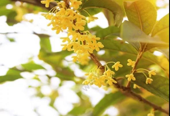 【扩散】飘香酒城的桂花，还能治病？(图4)