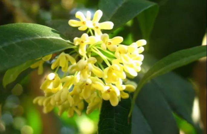 【扩散】飘香酒城的桂花，还能治病？(图5)