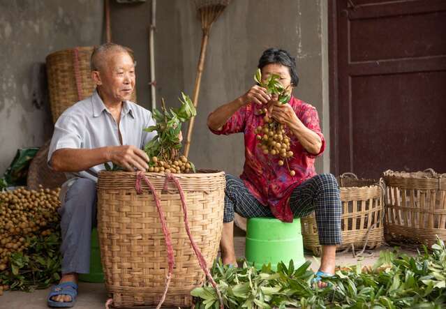 “云享”龙眼节！泸县潮河第十届金秋龙眼节开幕(图5)