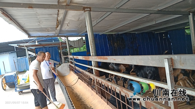 泸县云龙镇开展畜禽粪污排查整治工作(图1)