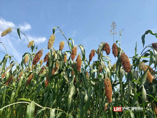 被拐31年，泸县玄滩的他终于回家……(图2)