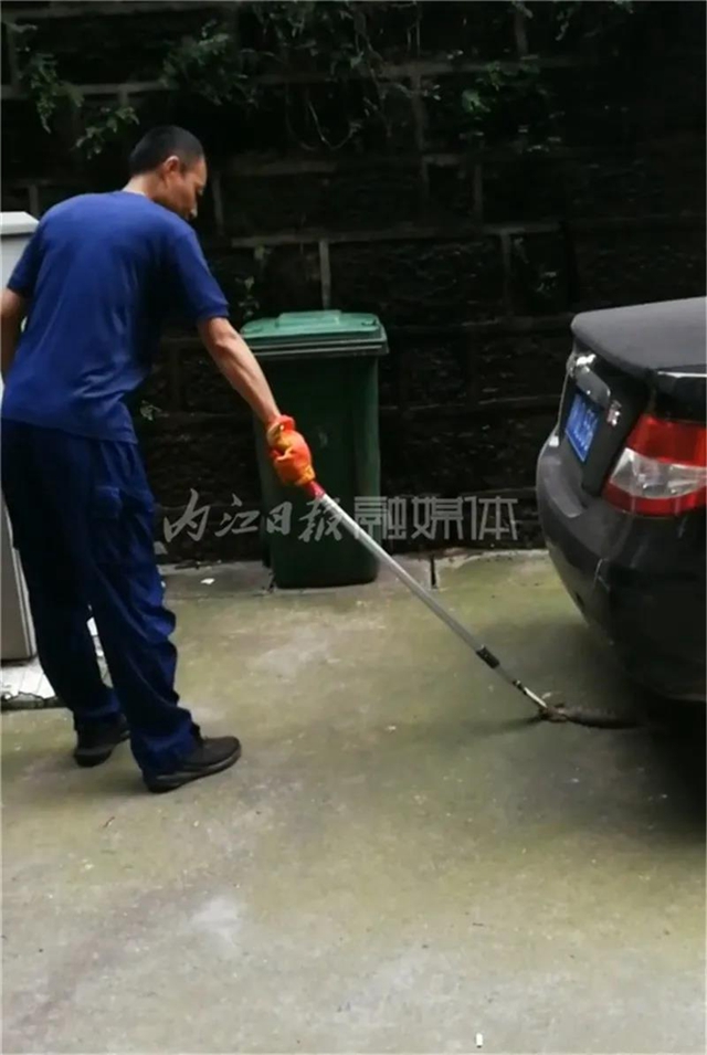 内江这个小区报警：院坝里惊现一条长蛇！(图1)