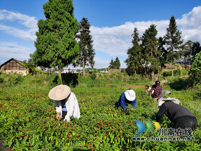 古蔺县龙山镇：朝天椒种植让群众看到增收新希望(图1)