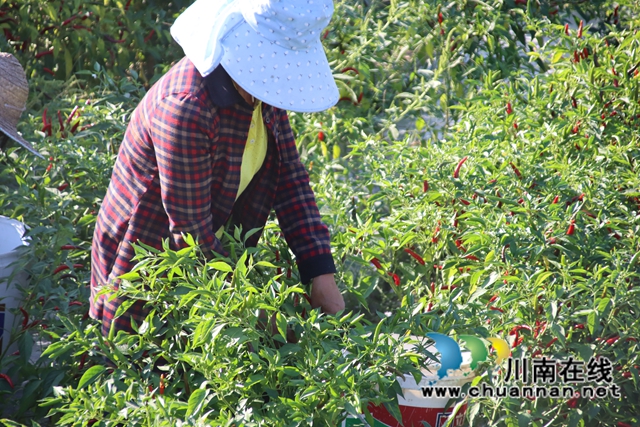 古蔺县龙山镇：朝天椒种植让群众看到增收新希望(图8)