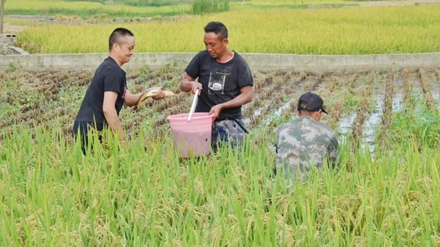 古蔺：稻香鱼肥，一田双赢……(图5)